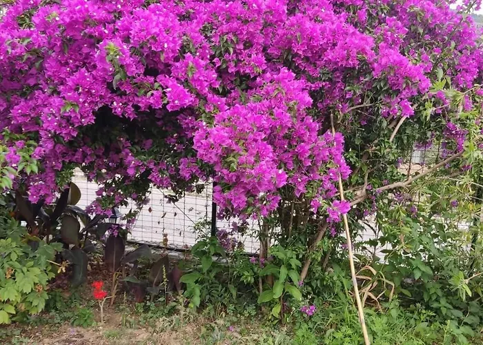 Garden House Kastellani-4bd&garden Near Corfutown Εξοχικό σπίτι