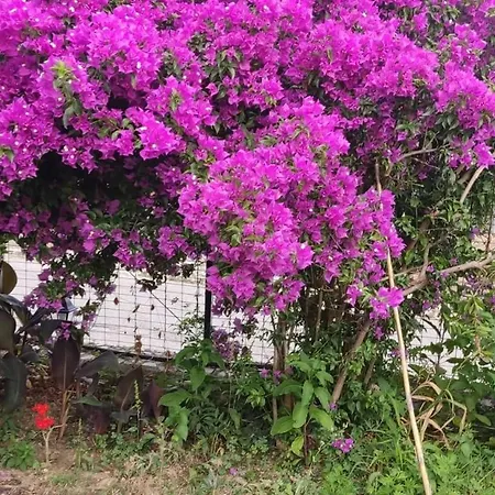 Garden House Kastellani-4bd&garden Near Corfutown Εξοχικό σπίτι